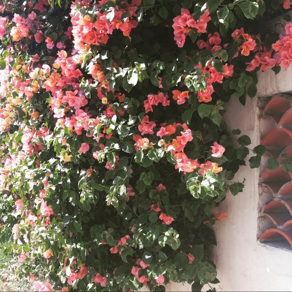 Meet your Posher, Tammy - Picture 1 of 1